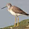 Greater Yellowlegs